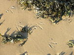 JT00013 Bird tracks between seaweed.jpg